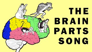 Parts of the Brain Song [upl. by Sesilu]