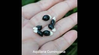 Aquilaria Cumingiana [upl. by Clark]