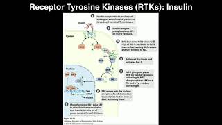 Biosignaling  Receptor Tyrosine Kinases amp Insulin [upl. by Indihar]