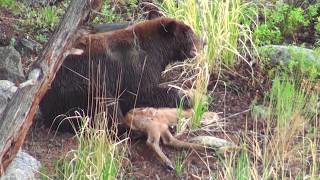 Bear eats elk calf alive  RAW uncut version  Yellowstone National Park [upl. by Enel980]