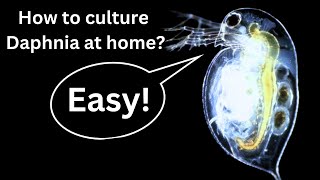 BEST Live Fish Food Beginner guide How to Culture Daphnia at home [upl. by Walston]