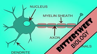 Action Potential Explained  The Neuron [upl. by Spohr867]