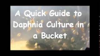 How to culture daphnia outside [upl. by Encratia]