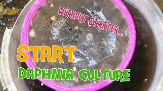 How to culture daphnia moina the easy way 1  Starting the Daphnia culture [upl. by Hilleary]