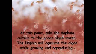 Daphnia  How to grow daphnia in your home [upl. by Mira]