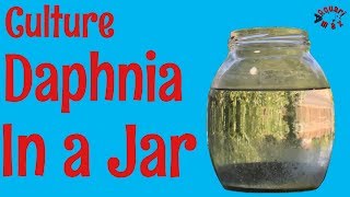 How to Culture Daphnia in a Jar [upl. by Eelyma]