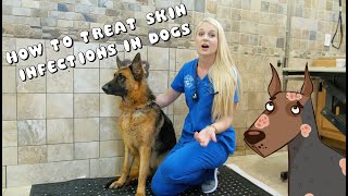 How to Treat Skin Infections in Dogs  Pyoderma [upl. by Couq]