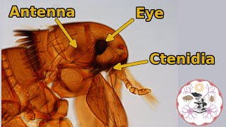 Microscopic Flea Anatomy [upl. by Walter]