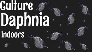 How to Culture Daphnia [upl. by Lynnett]