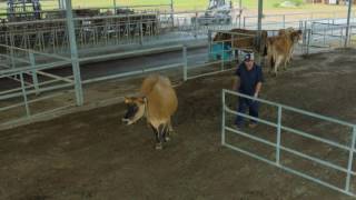 Natural Behavior in Dairy Cattle [upl. by Elleyoj]