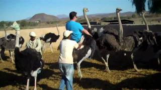 Ostrich Riding in Oudtshoorn South Africa [upl. by Fosque346]