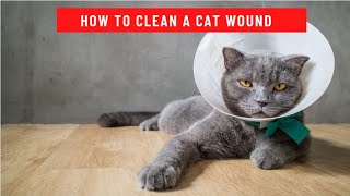 How to Clean a Cat Wound updated 2021 [upl. by Etnaed453]