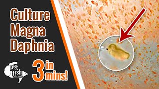 How to culture DAPHNIA MAGNA  The easy way [upl. by Anahtor525]