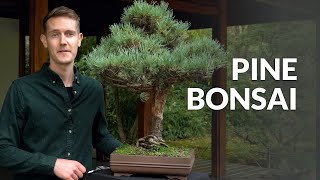 Pine Bonsai trees Pinus [upl. by Blader456]