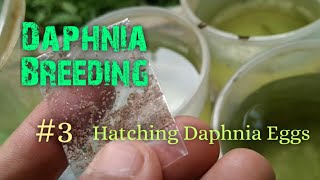 Daphnia Culture made simple and easy 3  Hatching Daphnia eggs [upl. by Nema]