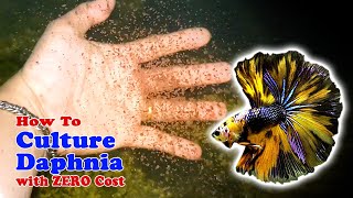 How to Culture Daphnia with ZERO Cost  Unlimited Live Food For Our Fish [upl. by Rafaelof]