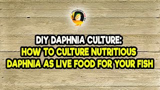 DIY Daphnia Culture How to Culture Nutritious Daphnia as Live Food for Your Fish [upl. by Clayberg]