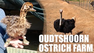 Oudtshoorn Ostrich Farm South Africa [upl. by Salta]