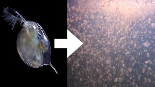 How I Culture Daphnia [upl. by Reinald]