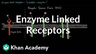 Enzyme Linked Receptors  Nervous system physiology  NCLEXRN  Khan Academy [upl. by Chaing]