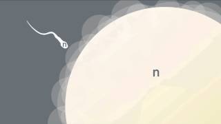 Formation of Gametes [upl. by Demmer]