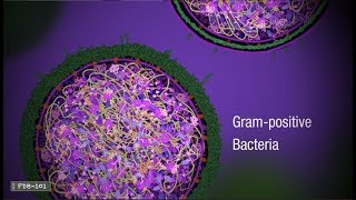 Penicillin and Antibiotic Resistance from PDB101 [upl. by Carmelia355]