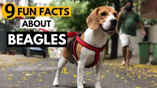 9 Facts About Beagles you didnt know [upl. by Wennerholn]