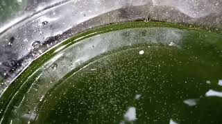 DAPHNIA MOINA CULTURE IN A SMALL BUCKET [upl. by Winshell]