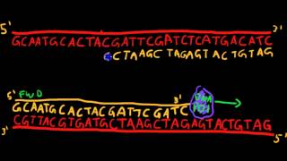 Primer Design for PCR [upl. by Aninad]