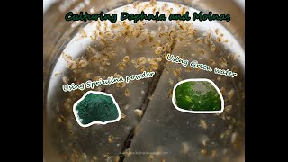 How To Culture Daphnia and Moinas using Green Water Spirulina powder [upl. by Tertius804]