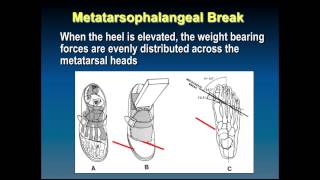 565 Biomechanics of Gait [upl. by Denis83]