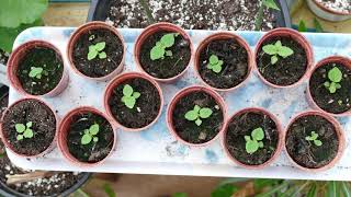 Growing Paulownia From Seed [upl. by Aicilev]