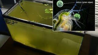 Raising Daphnia for the Freshwater Aquarium [upl. by Nosila]