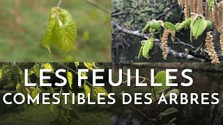 Les feuilles comestibles des arbres [upl. by Hazeghi]