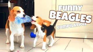 THE ULTIMATE FUNNY BEAGLE COMPILATION  Louie and Marie The Beagles [upl. by Sucitivel]