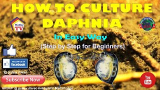 HOW TO CULTURE DAPHNIA In Easy Way [upl. by Halie]